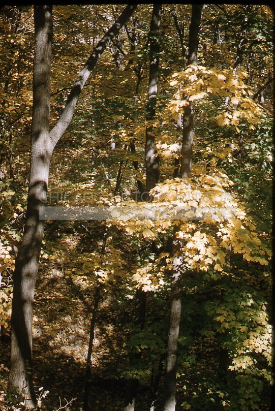 Forest scene - Maier, Vivian