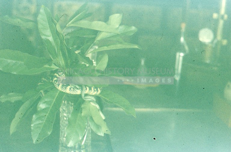 Houseplant with snake - Maier, Vivian