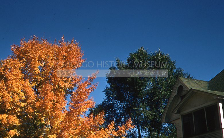Autumn leaves - Maier, Vivian