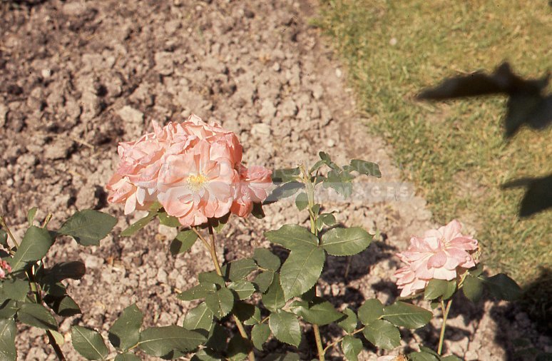 Pink roses - Maier, Vivian