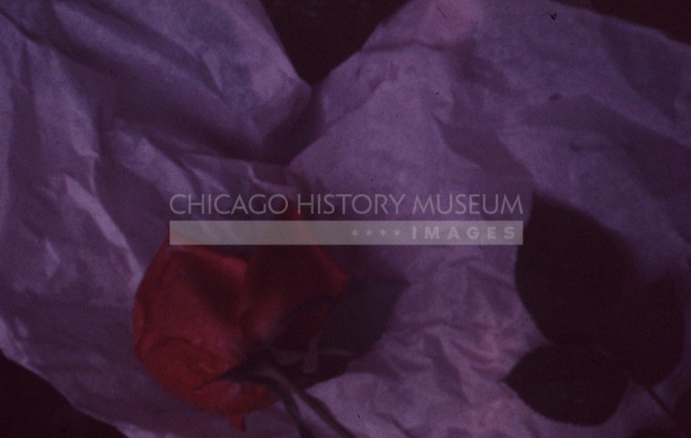 Rose on paper - Maier, Vivian