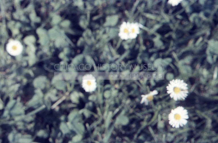 Daisies - Maier, Vivian