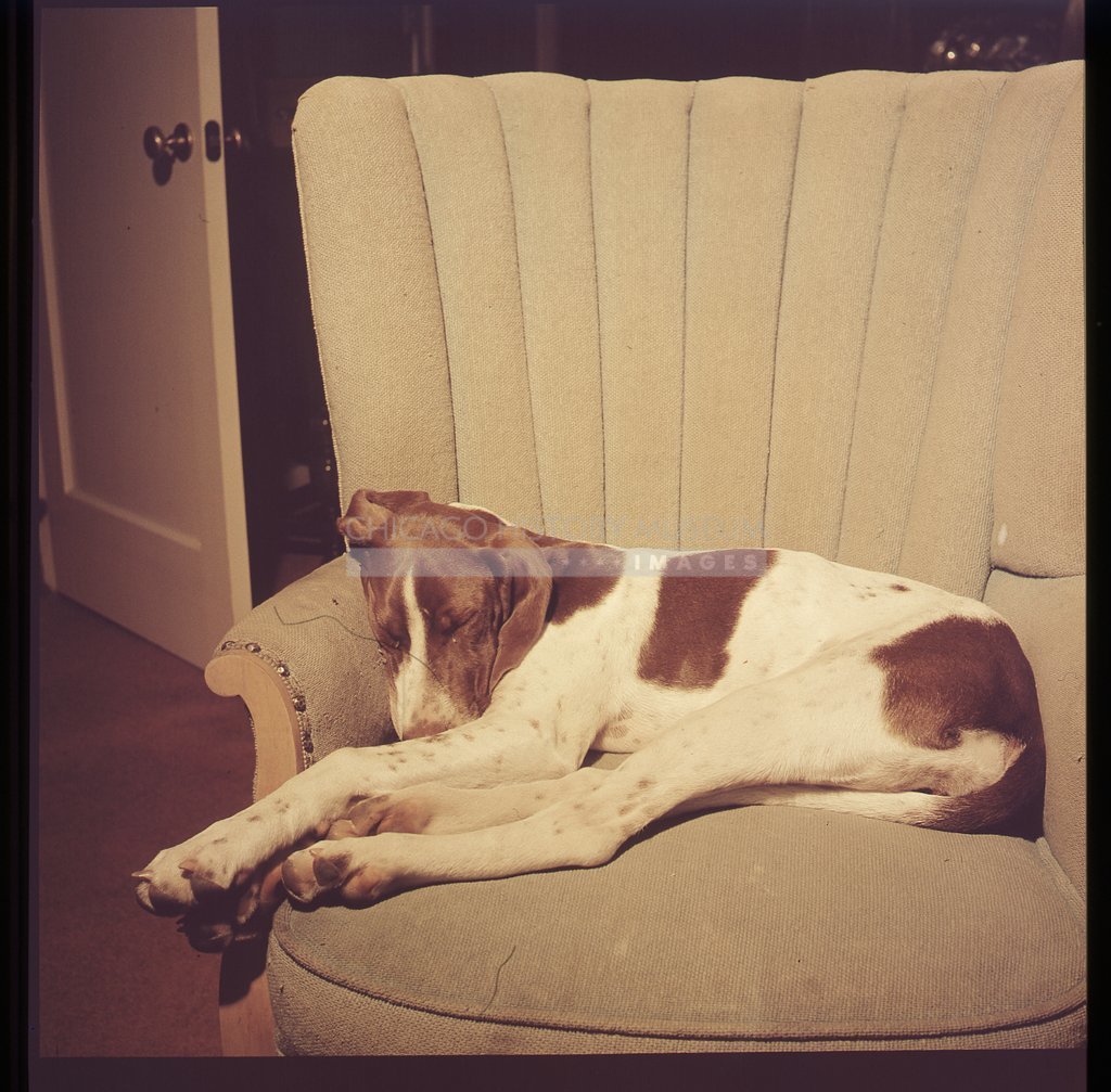 Sleeping dog - Maier, Vivian