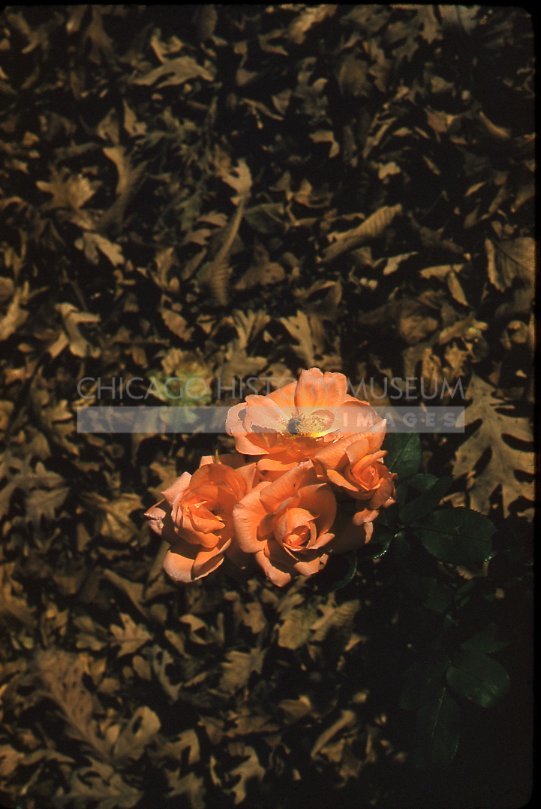 Peachy roses - Maier, Vivian