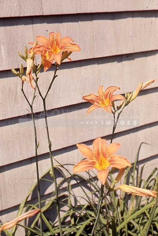 Day lilies - Maier, Vivian