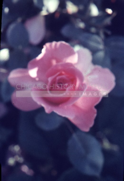 A pink rose - Maier, Vivian