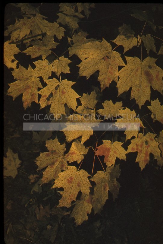Golden maple leaves - Maier, Vivian