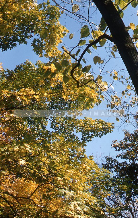 Autumn branches - Maier, Vivian