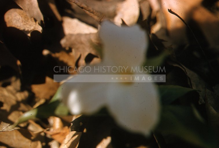 A Trillium - Maier, Vivian