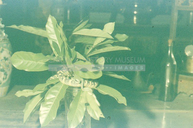 Houseplant with snake - Maier, Vivian