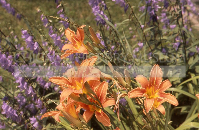 Orange lilies with hosta flowers - Maier, Vivian
