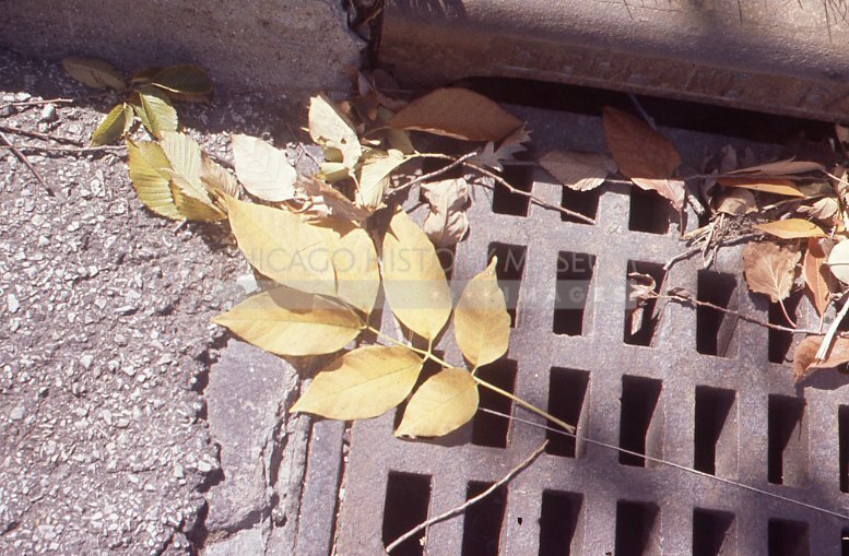 Autumn leaves in a sewer grate - Maier, Vivian