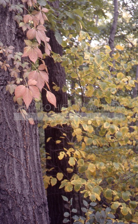 Autumn tree - Maier, Vivian