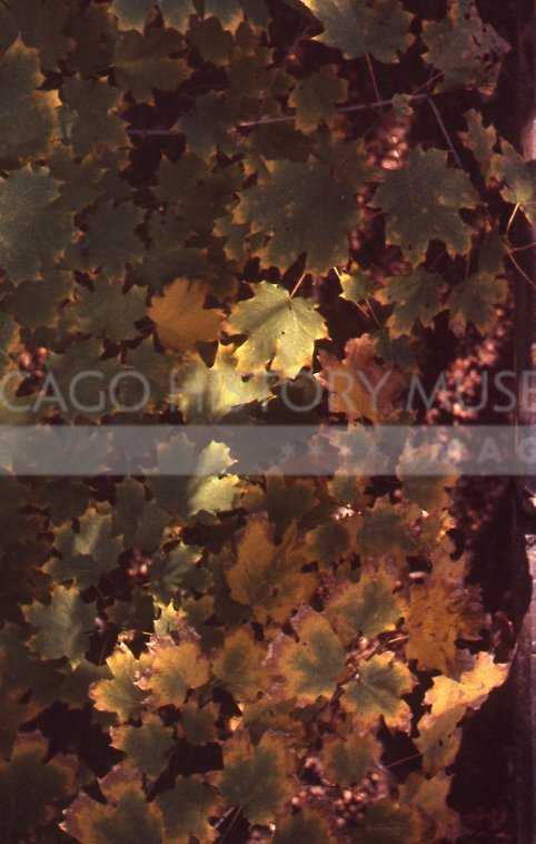 Light and shadow on maple leaves - Maier, Vivian