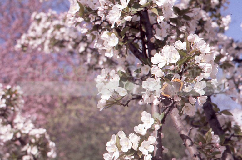 Butterfly on a flowering dogwood - Maier, Vivian