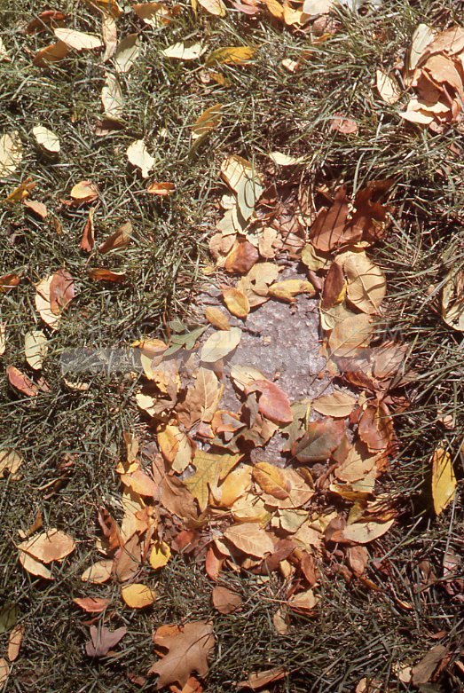 Leaves in the grass - Maier, Vivian