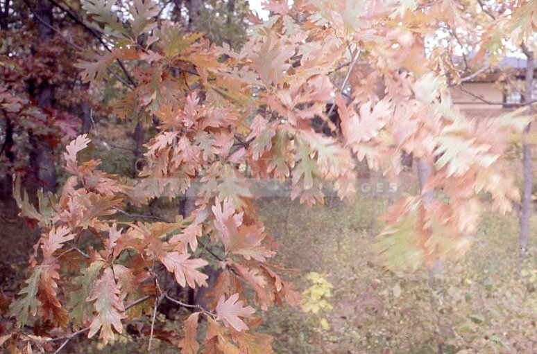 Oak leave in the autumn - Maier, Vivian