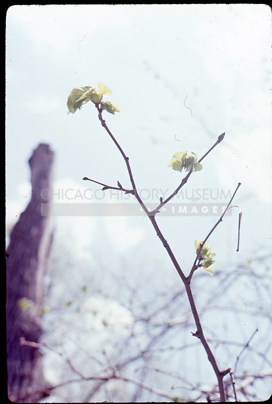 Flowering twig - Maier, Vivian