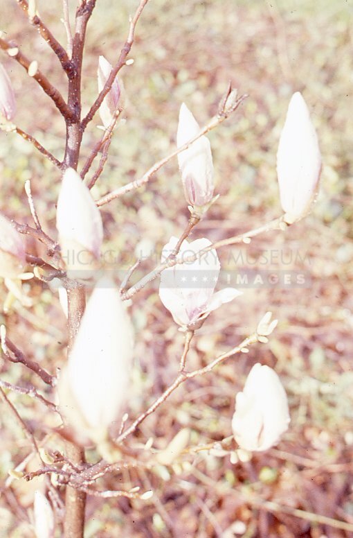 Flowering shrub - Maier, Vivian