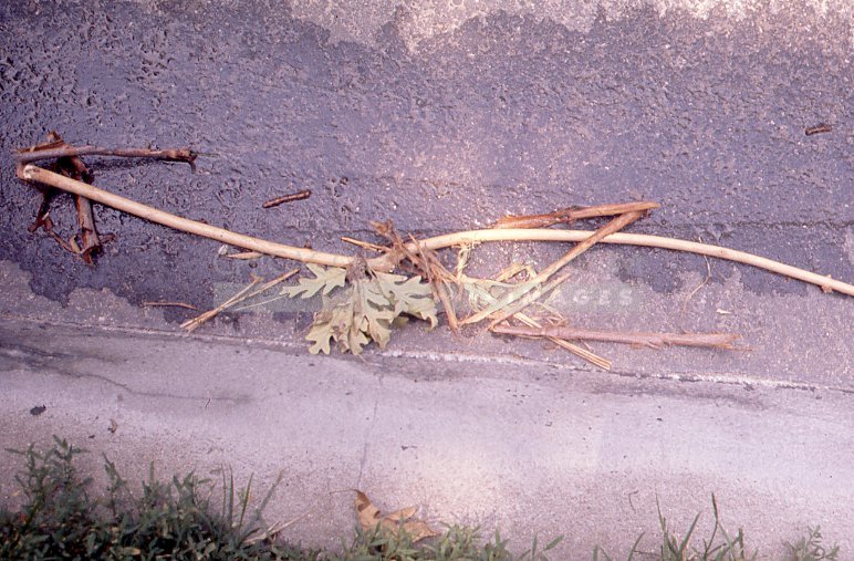 Stick and oak leaves - Maier, Vivian