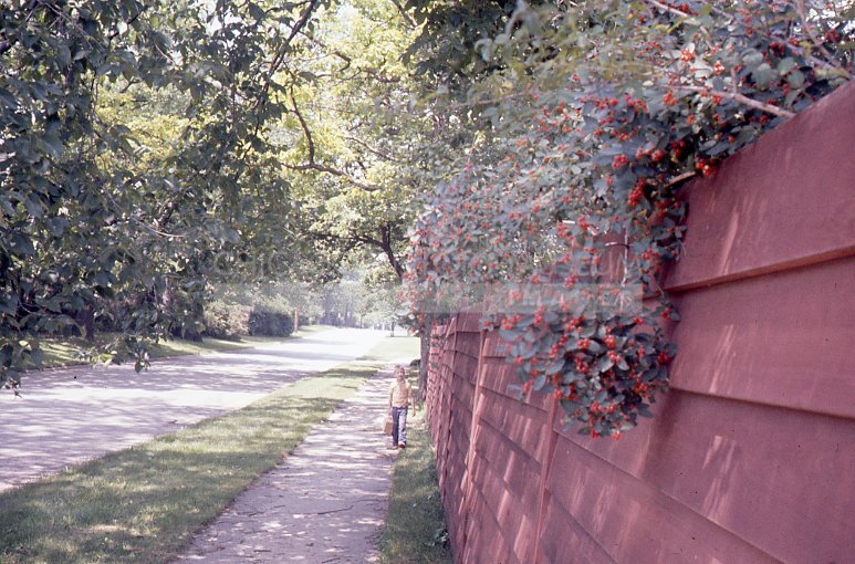 Boy and red berry bush - Maier, Vivian