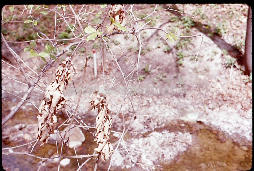 Branches and a creek - Maier, Vivian