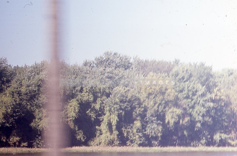 Forest of trees - Maier, Vivian