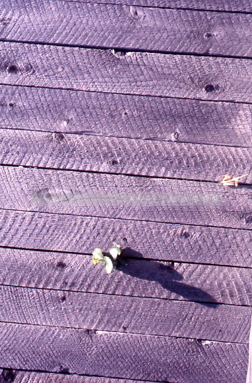 Wooden deck boards - Maier, Vivian