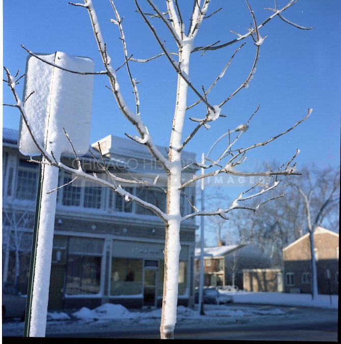 Snow encrusted tree - Maier, Vivian