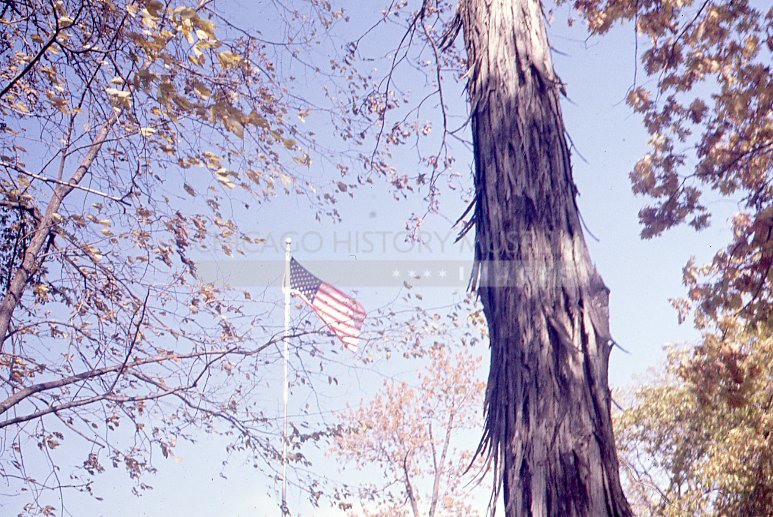 Shagbark hickory and flag - Maier, Vivian