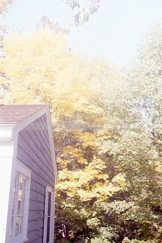 Autumn trees - Maier, Vivian