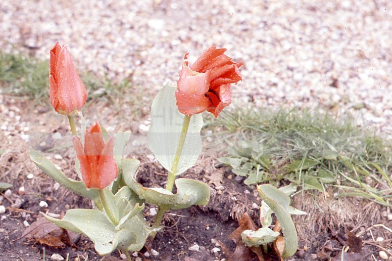 Three red tulips - Maier, Vivian