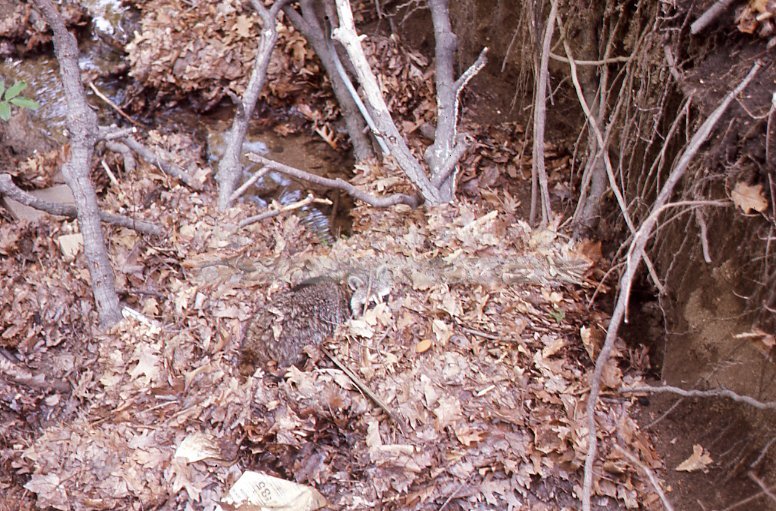 Leaves and sticks - Maier, Vivian