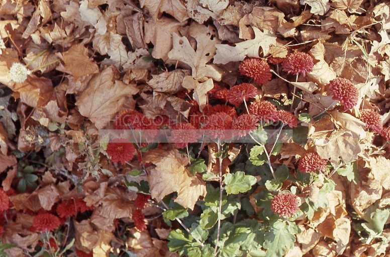 Dry leaves and chrysanthemum - Maier, Vivian