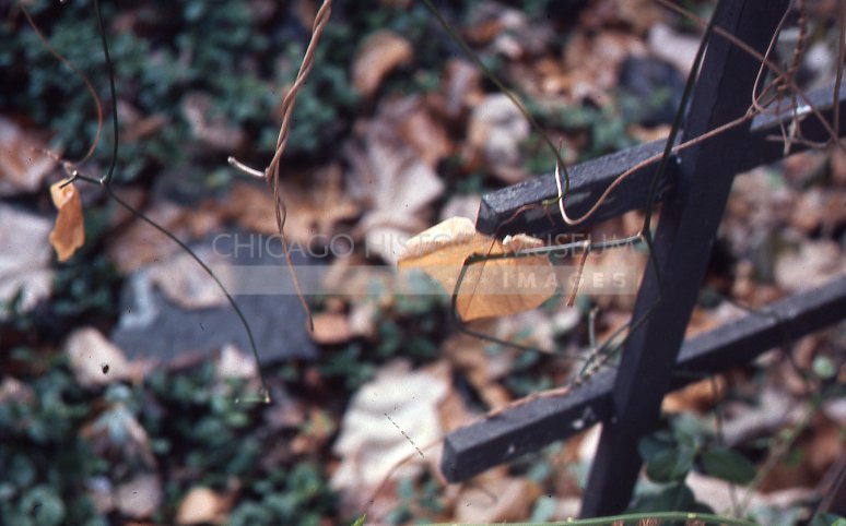 Dry vines on fence - Maier, Vivian