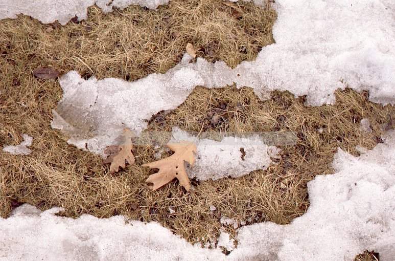 Snow and winter grass - Maier, Vivian