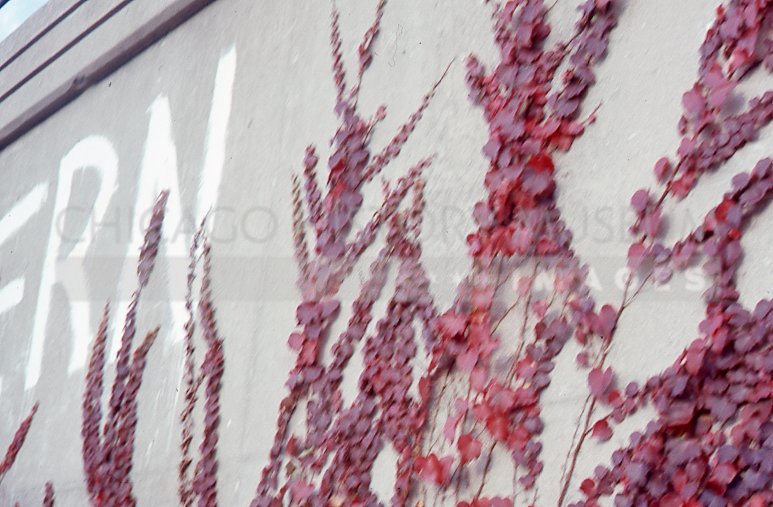 Red ivy on concrete - Maier, Vivian