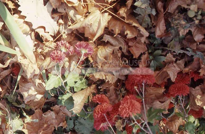 Dry leaves and chrysanthemum - Maier, Vivian
