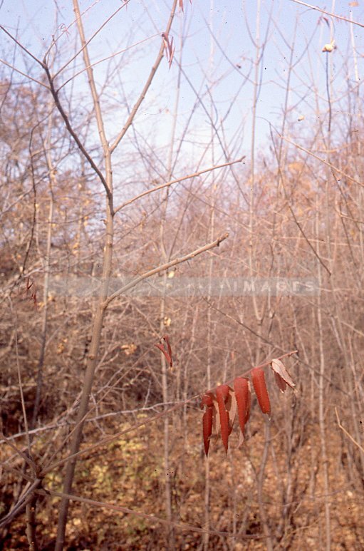 Bare branches with few leaves - Maier, Vivian