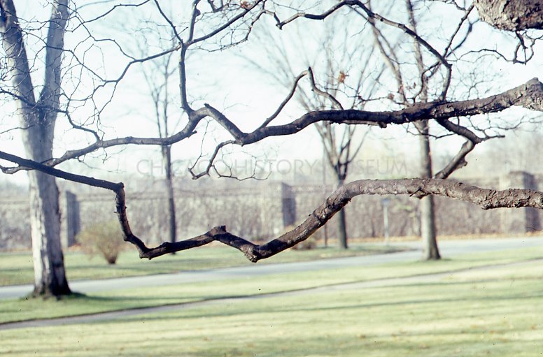Crooked branches - Maier, Vivian