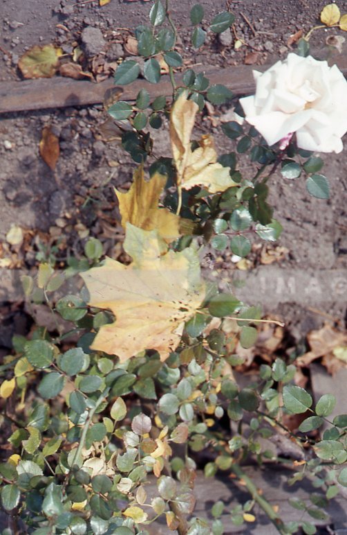 White rose and maple leaf - Maier, Vivian