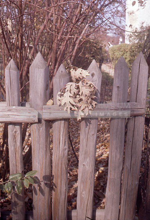 Oak leaves on a picket fence - Maier, Vivian