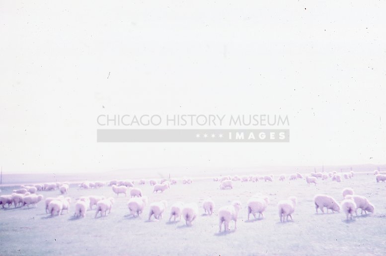 Field with sheep - Maier, Vivian