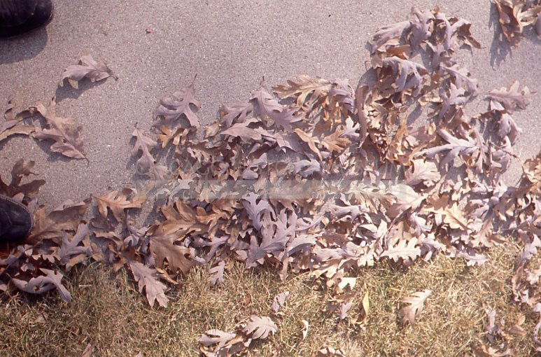 Dry oak leaves on the sidewalk - Maier, Vivian