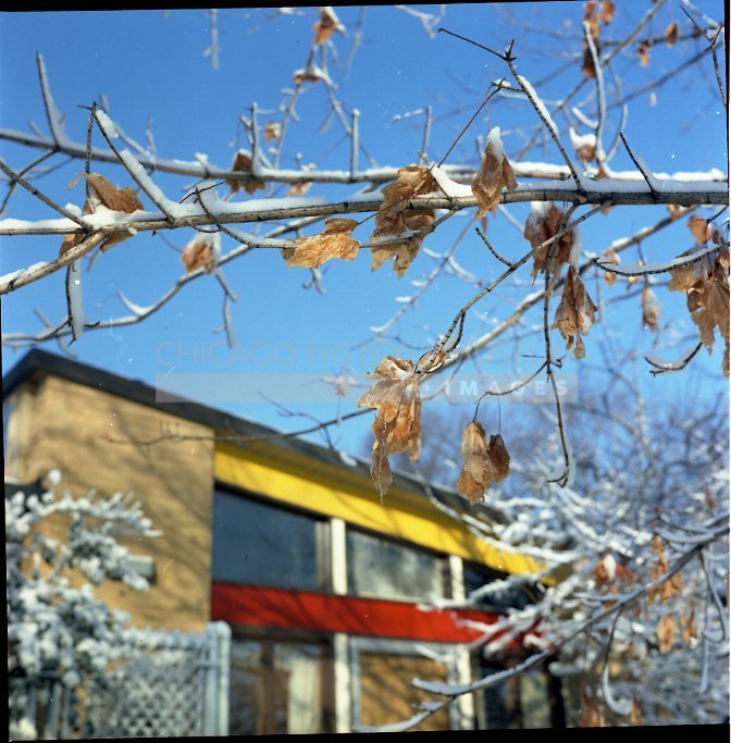 Snowy branch - Maier, Vivian