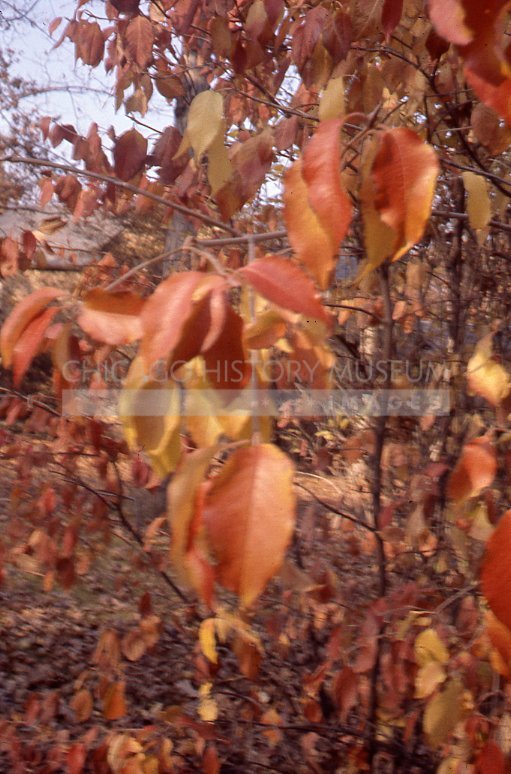Brown autumn leaves - Maier, Vivian