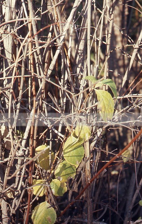 Sticks and twigs - Maier, Vivian