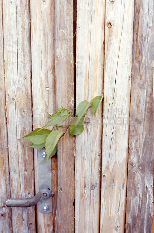 Green leaves on gate - Maier, Vivian