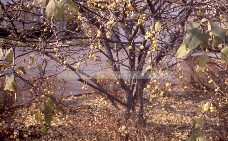 Yellow crab apple trees - Maier, Vivian