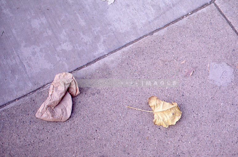 Leaves on a sidewalk - Maier, Vivian